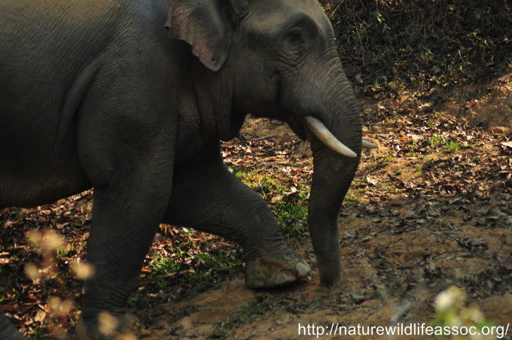 The elephant alarm fence by Nature & Wildlife Association - NWA